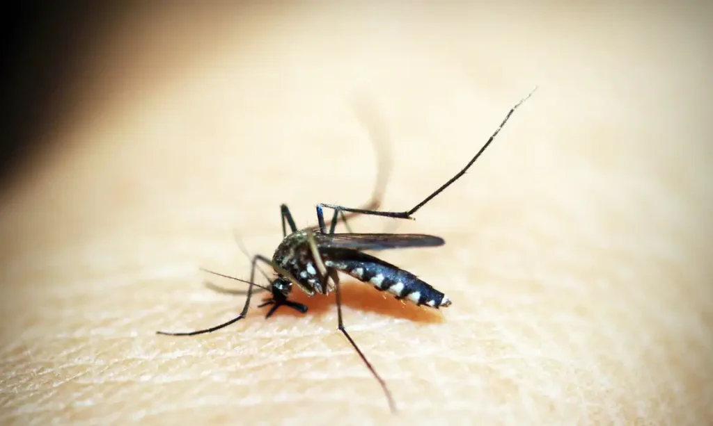 Dengue: Brasil ultrapassa meio milhão de casos prováveis