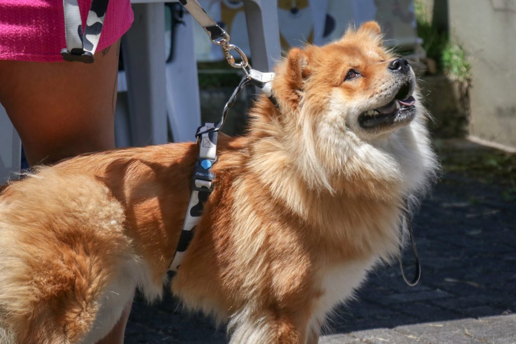 SJP recebe mutirão de castração de cães e gatos