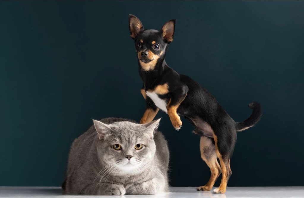 SinPatinhas: novo RG para cães e gatos