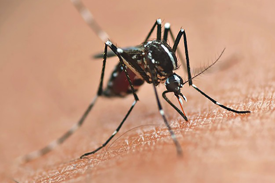 Curitiba vai receber vacinas contra a dengue