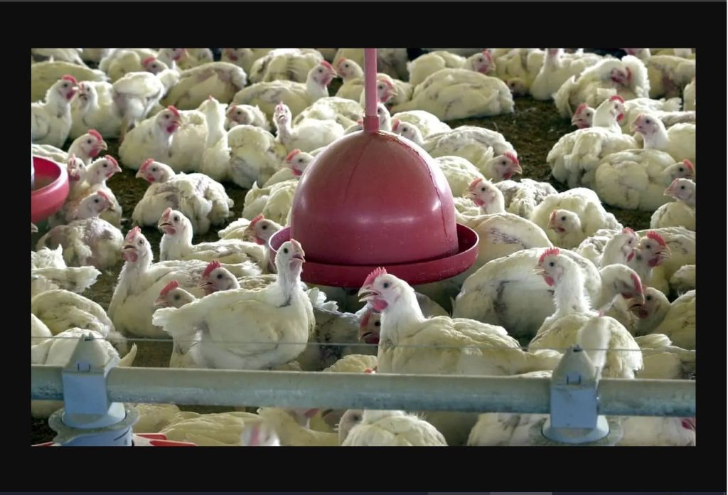 Após China e União Europeia, Argentina suspende compra de frango
