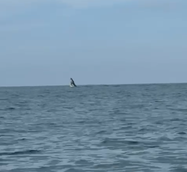 Baleias-jubarte são avistadas em Guaratuba, no litoral do Paraná; video