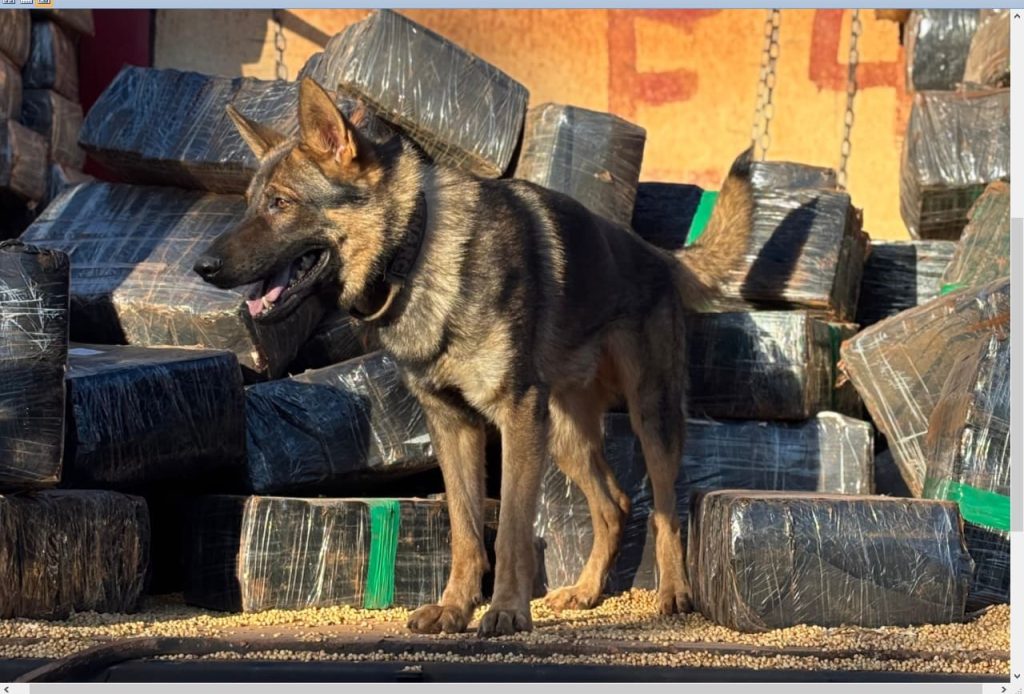 Cão farejador leva à apreensão de 3,8 toneladas de maconha