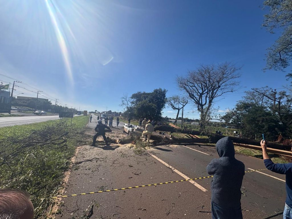 Árvore atinge carro e causa morte de motorista na PR-317