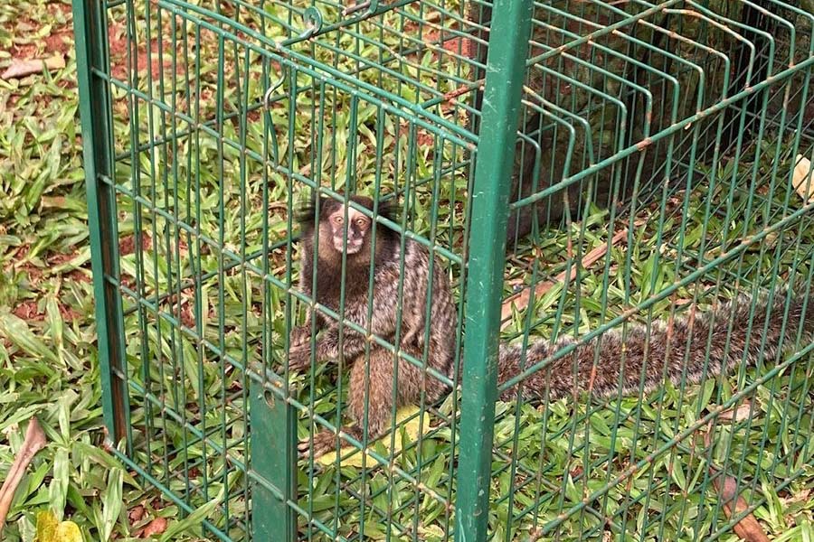 Espécie exótica, dois saguis-de-tufos-pretos são capturados em Foz do Iguaçu