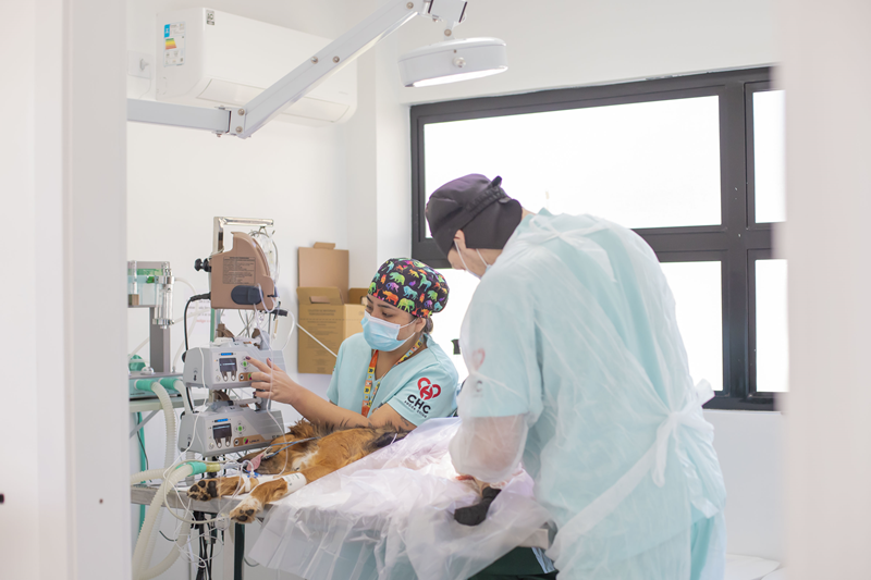  15 mil consultas são feitas no Hospital Veterinário Municipal