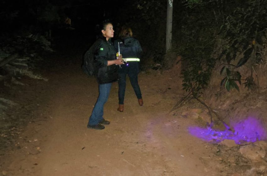  Mais de 5 mil escorpiões são capturados no Norte Pioneiro