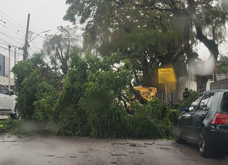 Temporal provoca queda de árvores na Grande Curitiba